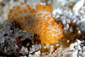 Raja Ampat 2019 - DSC08074_rc - Red bumpy gymnodoris - Gymnodoris a papilles orangees - Gymnodoris rubropapulosa